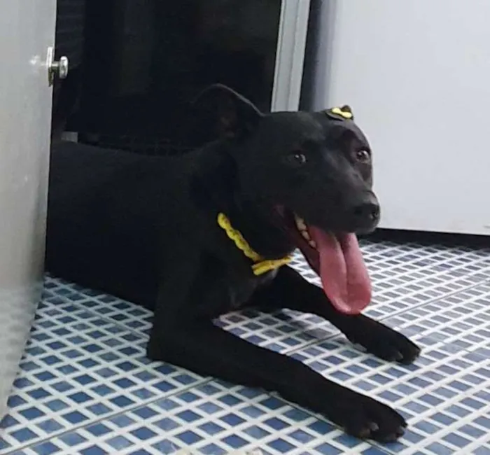 Cachorro ra a srd idade  nome LUI
