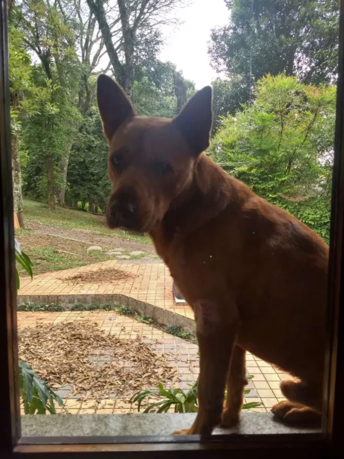 Cachorro ra a SRD idade 1 ano nome Âmber