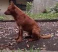 Âmber