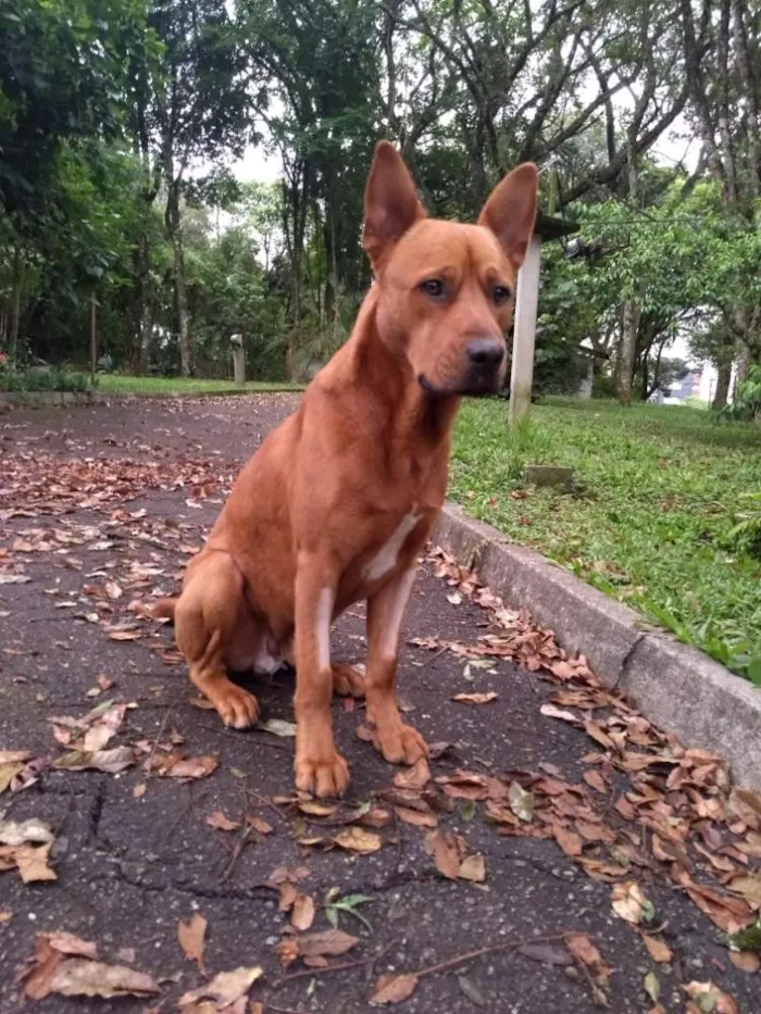 Cachorro ra a SRD idade 1 ano nome Âmber