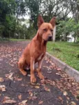 Âmber