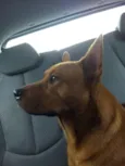 Âmber