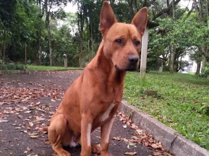 Cachorro ra a SRD idade 1 ano nome Âmber