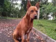 Âmber