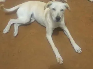 Cachorro raça viralata idade 7 a 11 meses nome selelépe
