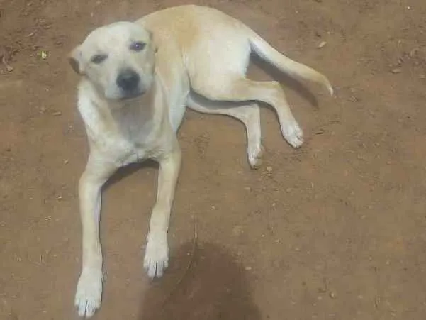 Cachorro ra a viralata idade 7 a 11 meses nome Amarelinho