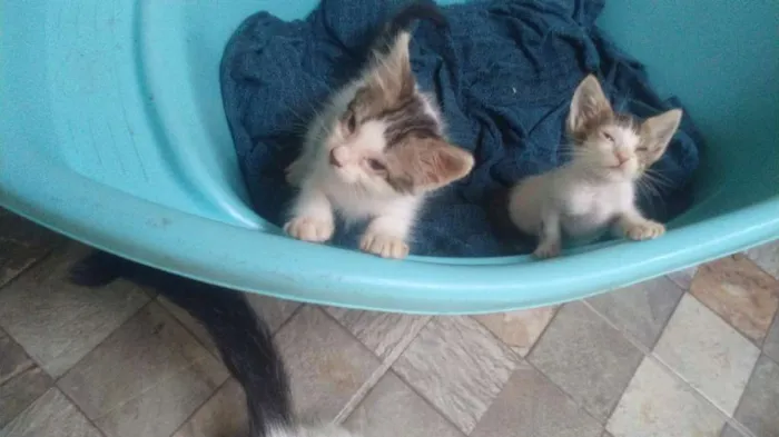 Gato ra a  idade Abaixo de 2 meses nome luz e vida
