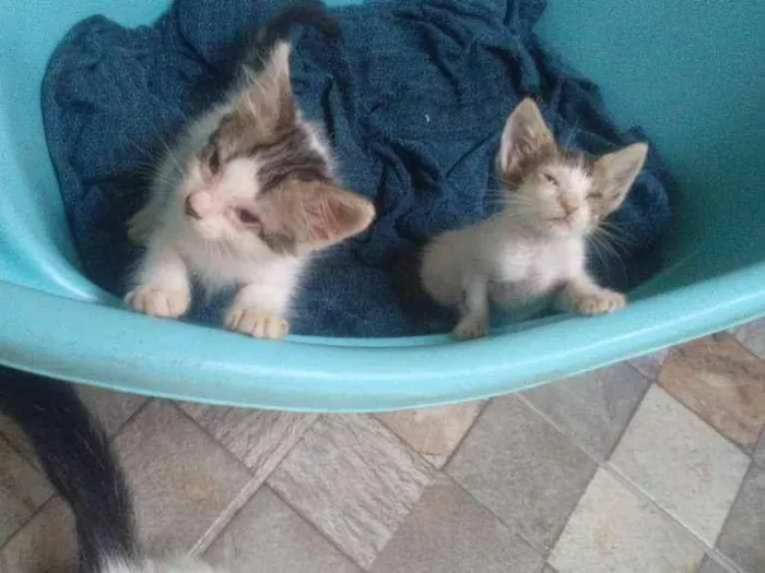 Gato ra a  idade Abaixo de 2 meses nome luz e vida