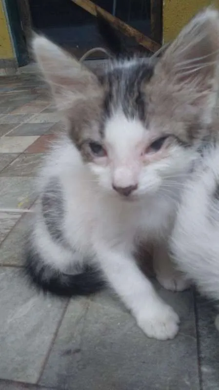 Gato ra a  idade Abaixo de 2 meses nome luz e vida