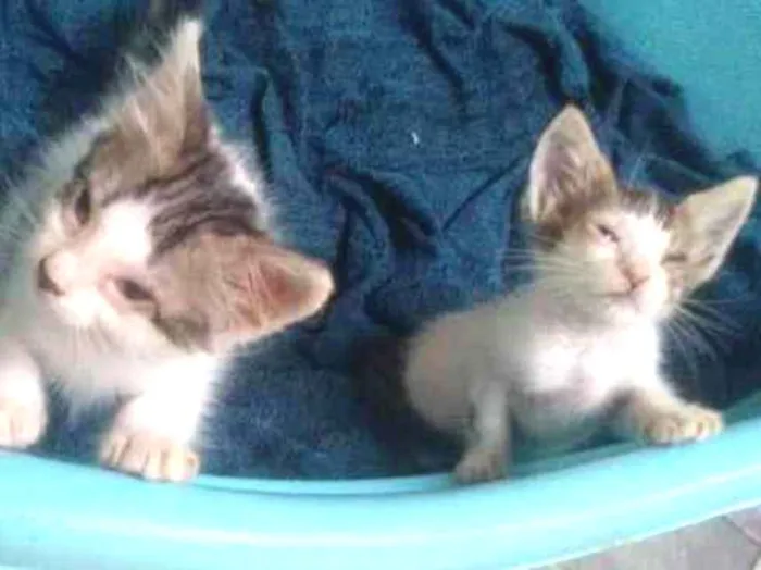 Gato ra a  idade Abaixo de 2 meses nome luz e vida