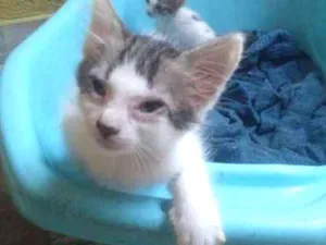 Gato raça  idade Abaixo de 2 meses nome luz e vida