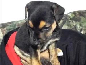 Cachorro raça RND idade 2 a 6 meses nome Maui