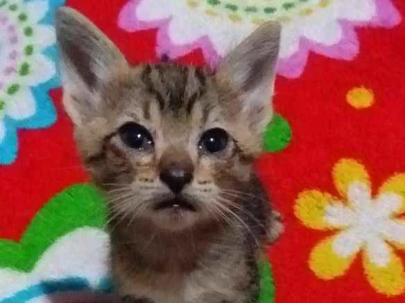 Gato ra a Sem raça idade Abaixo de 2 meses nome Sem nome