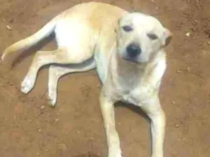 Cachorro raça viralata idade 7 a 11 meses nome Amarelinho