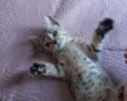 Bela 