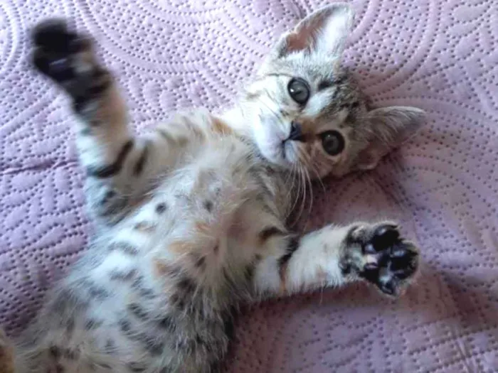 Gato ra a SRD  idade 2 a 6 meses nome Bela 