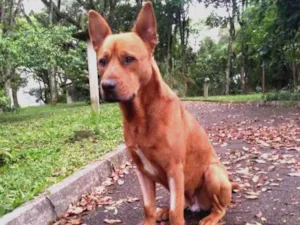 Cachorro raça SRD idade 1 ano nome Âmber