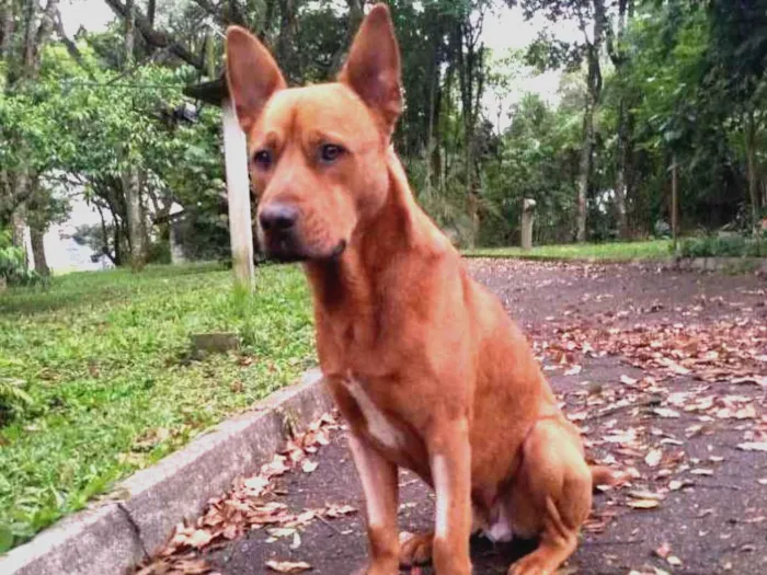Cachorro ra a SRD idade 1 ano nome Âmber