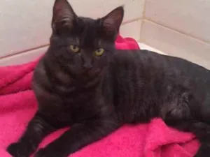 Gato raça  SRD  idade 7 a 11 meses nome Theo 