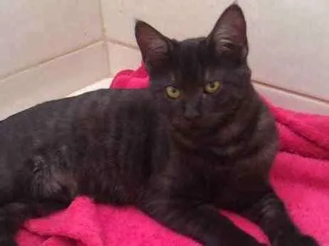 Gato ra a  SRD  idade 7 a 11 meses nome Theo 