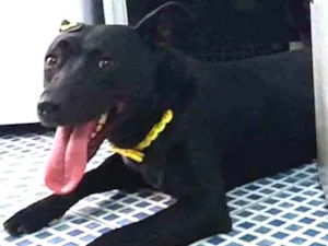 Cachorro raça srd idade  nome LUI