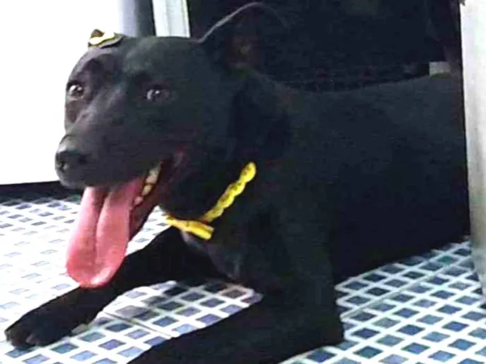 Cachorro ra a srd idade  nome LUI