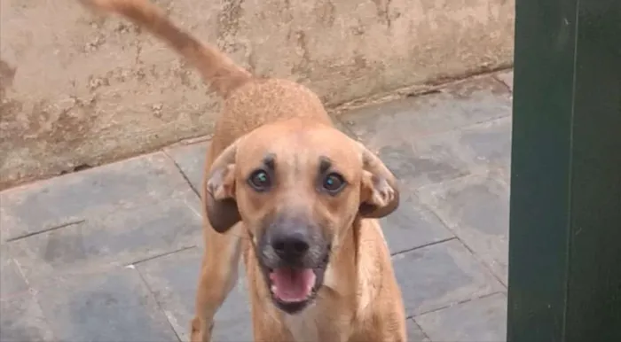 Cachorro ra a SRD idade 7 a 11 meses nome Scoby 