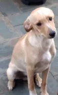 Juninho 