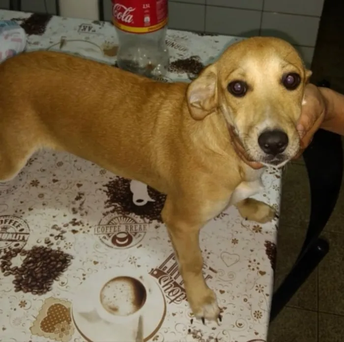 Cachorro ra a SRD idade 7 a 11 meses nome Menina 