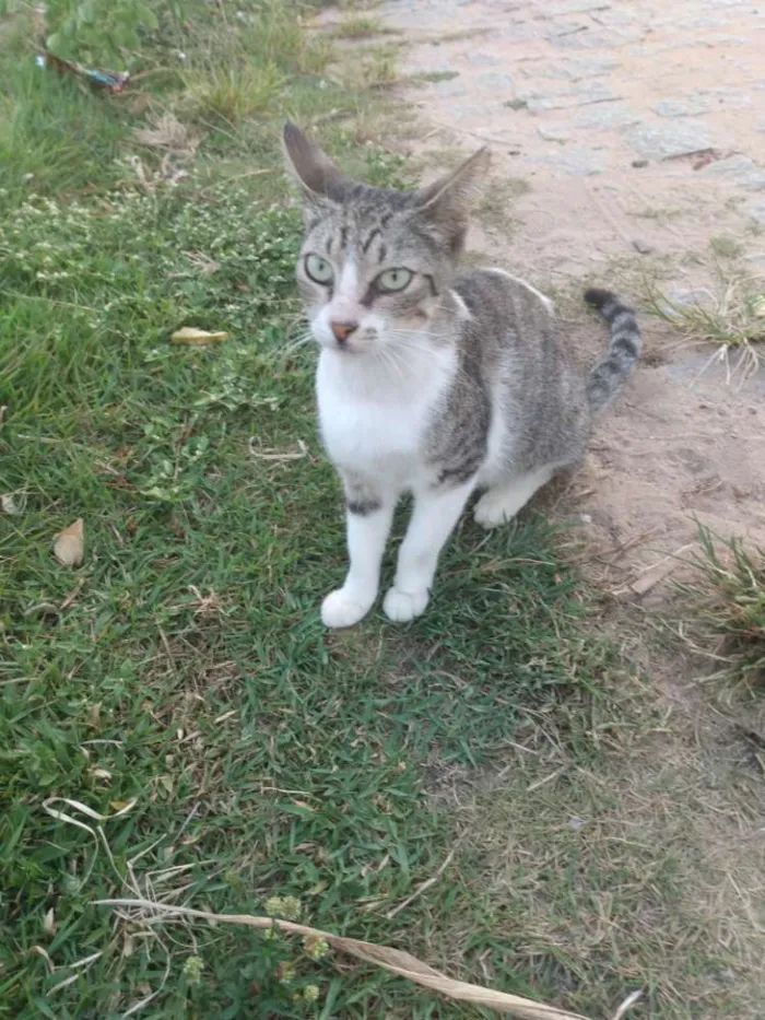 Gato raça Srd idade 7 a 11 meses nome Áquila