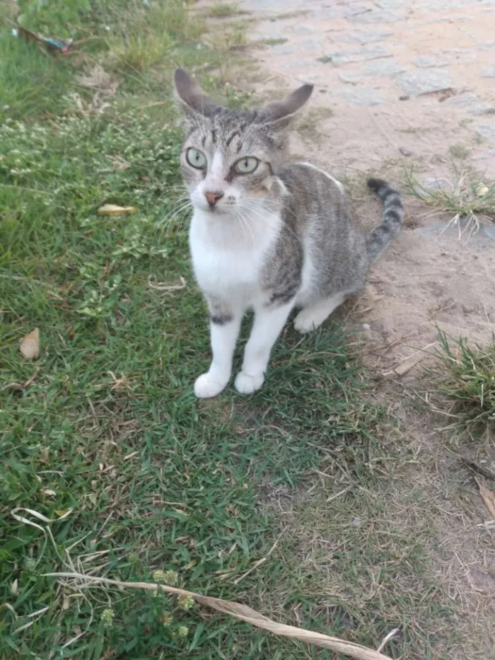 Gato raça Srd idade 7 a 11 meses nome Áquila