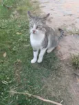 Áquila