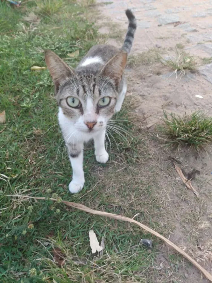 Gato raça Srd idade 7 a 11 meses nome Áquila
