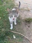 Áquila