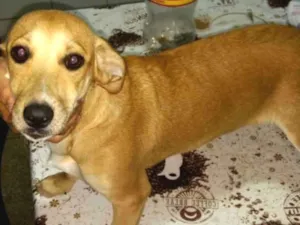 Cachorro raça SRD idade 7 a 11 meses nome Menina 
