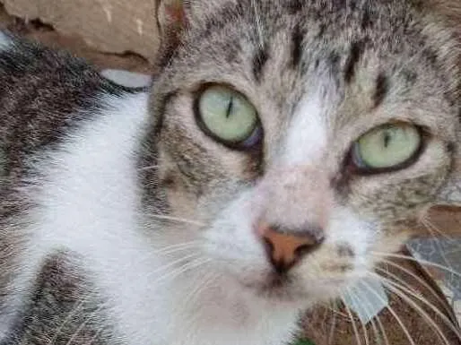 Gato raça Srd idade 7 a 11 meses nome Áquila