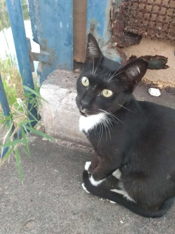 Gato raça Srd idade 7 a 11 meses nome Lils