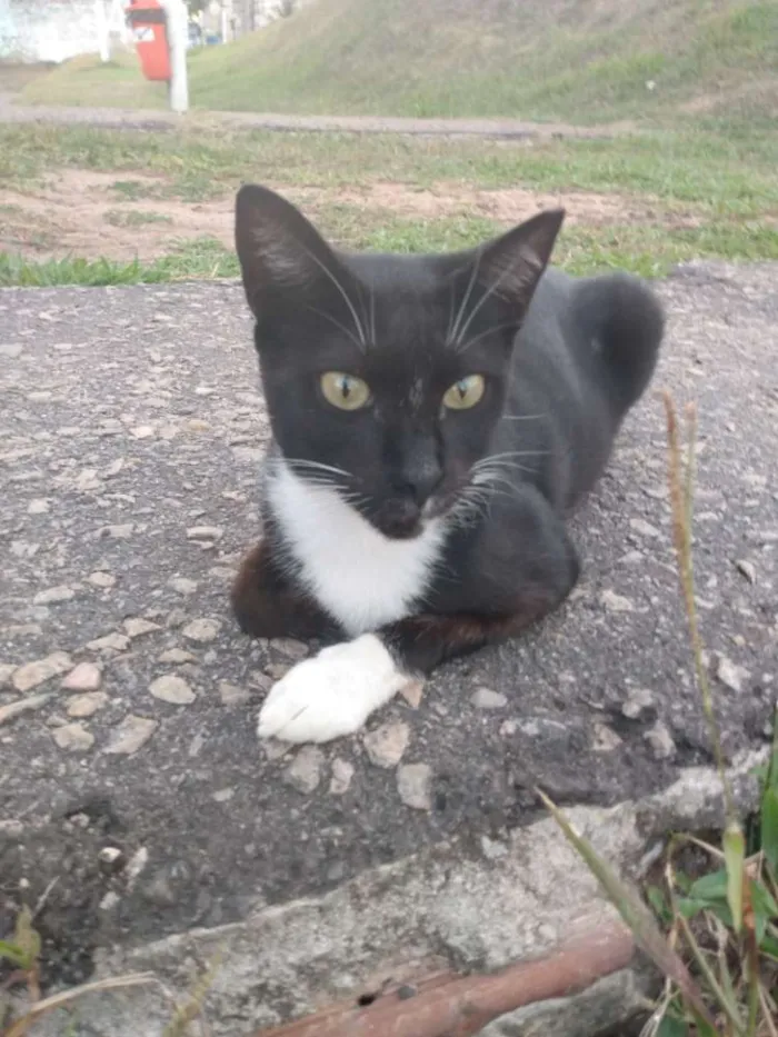 Gato raça Srd idade 7 a 11 meses nome Lils