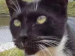 Gato raça Srd idade 7 a 11 meses nome Lils