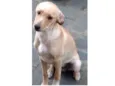 Juninho 
