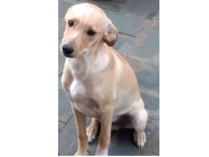 Cachorro ra a SRD  idade 7 a 11 meses nome Juninho 
