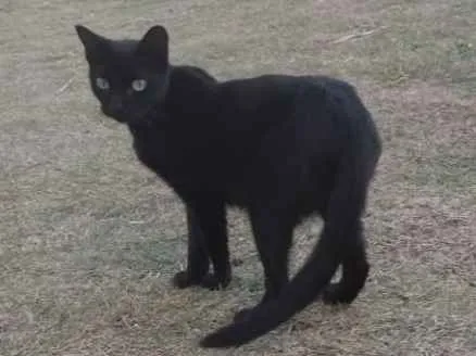 Gato raça Srd idade 7 a 11 meses nome Lizzy
