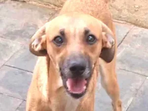 Cachorro raça SRD idade 7 a 11 meses nome Scoby 