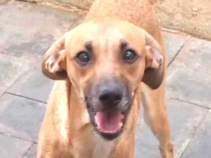 Cachorro ra a SRD idade 7 a 11 meses nome Scoby 