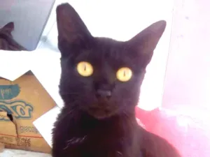 Gato raça Srd idade 7 a 11 meses nome Lizzy