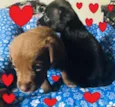 Anjos