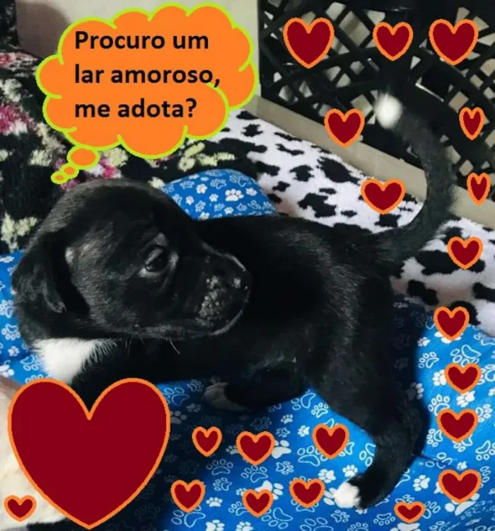 Cachorro ra a SRD idade Abaixo de 2 meses nome Anjo Nina