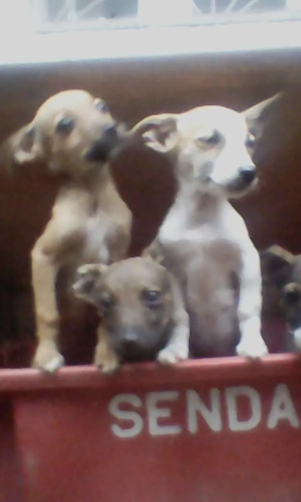 Cachorro raça Pinscher misturado idade 2 a 6 meses nome Raipuja, Jô,blanca,t