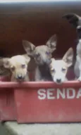 Raipuja, Jô,blanca,t