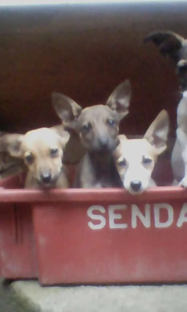 Cachorro raça Pinscher misturado idade 2 a 6 meses nome Raipuja, Jô,blanca,t